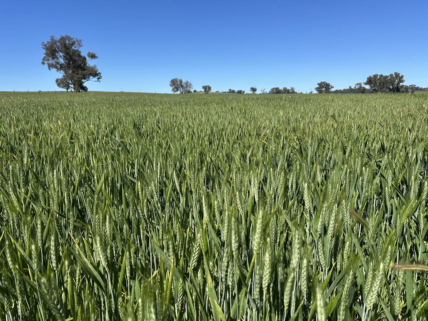 1470 Yerong Creek Mangoplah Road, Mangoplah NSW 2652