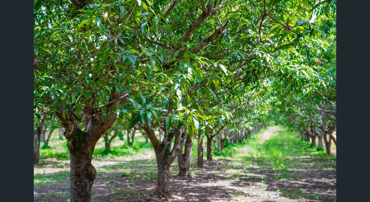 Additional image 13 of 8553 Bruce Highway, Bloomsbury QLD 4799