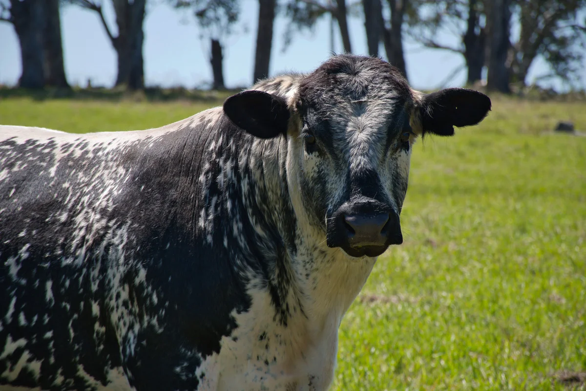 Additional image 24 of 283 Tooloom Road, Urbenville NSW 2475