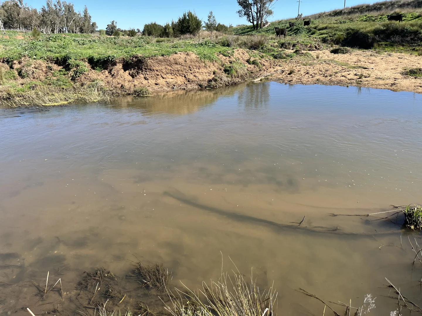 Additional image 26 of "Piambra" 714 Piambra Road, Binnaway NSW 2395