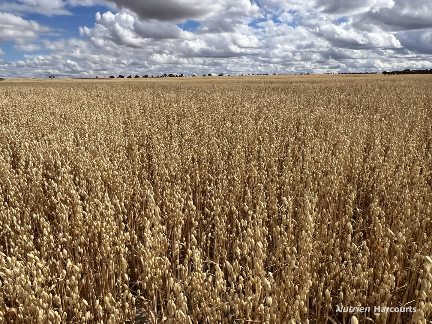 Additional image 17 of . Waitavalo Farms, Narembeen WA 6369