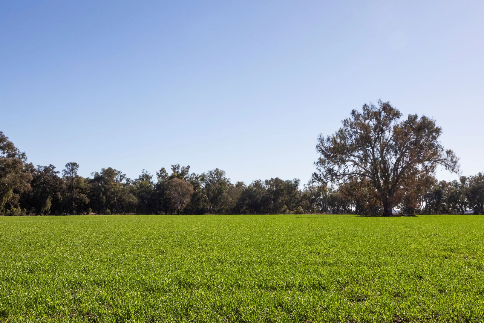 Additional image 15 of Sandy Camp & Kimaroi Sandy Camp Road, Condobolin NSW 2877