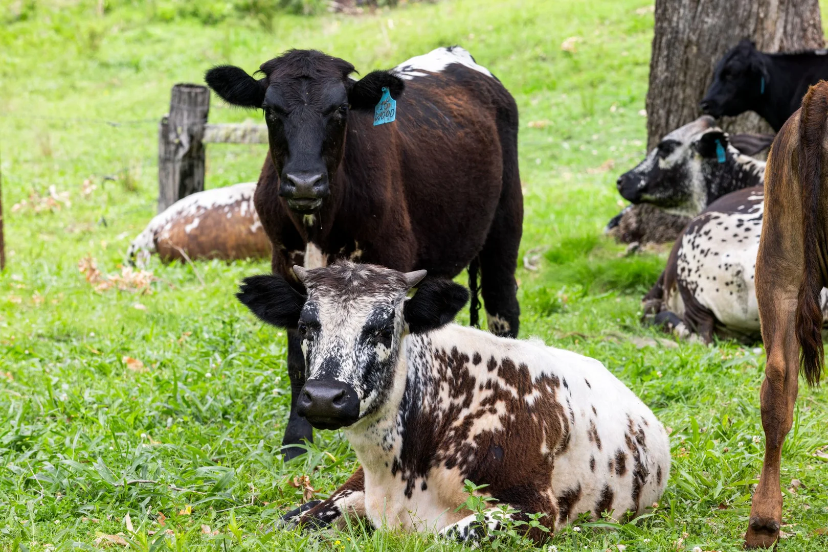 Additional image 33 of 737 Smiths Creek Road, Smiths Creek, Kyogle NSW 2474