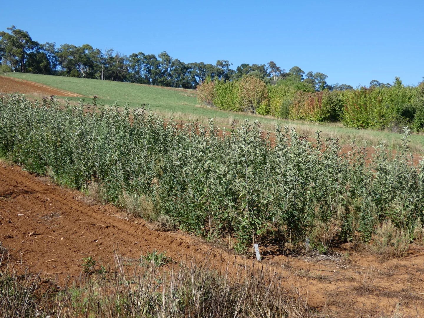 Additional image 7 of Lot 1/95 Macclesfield Road, Monbulk VIC 3793