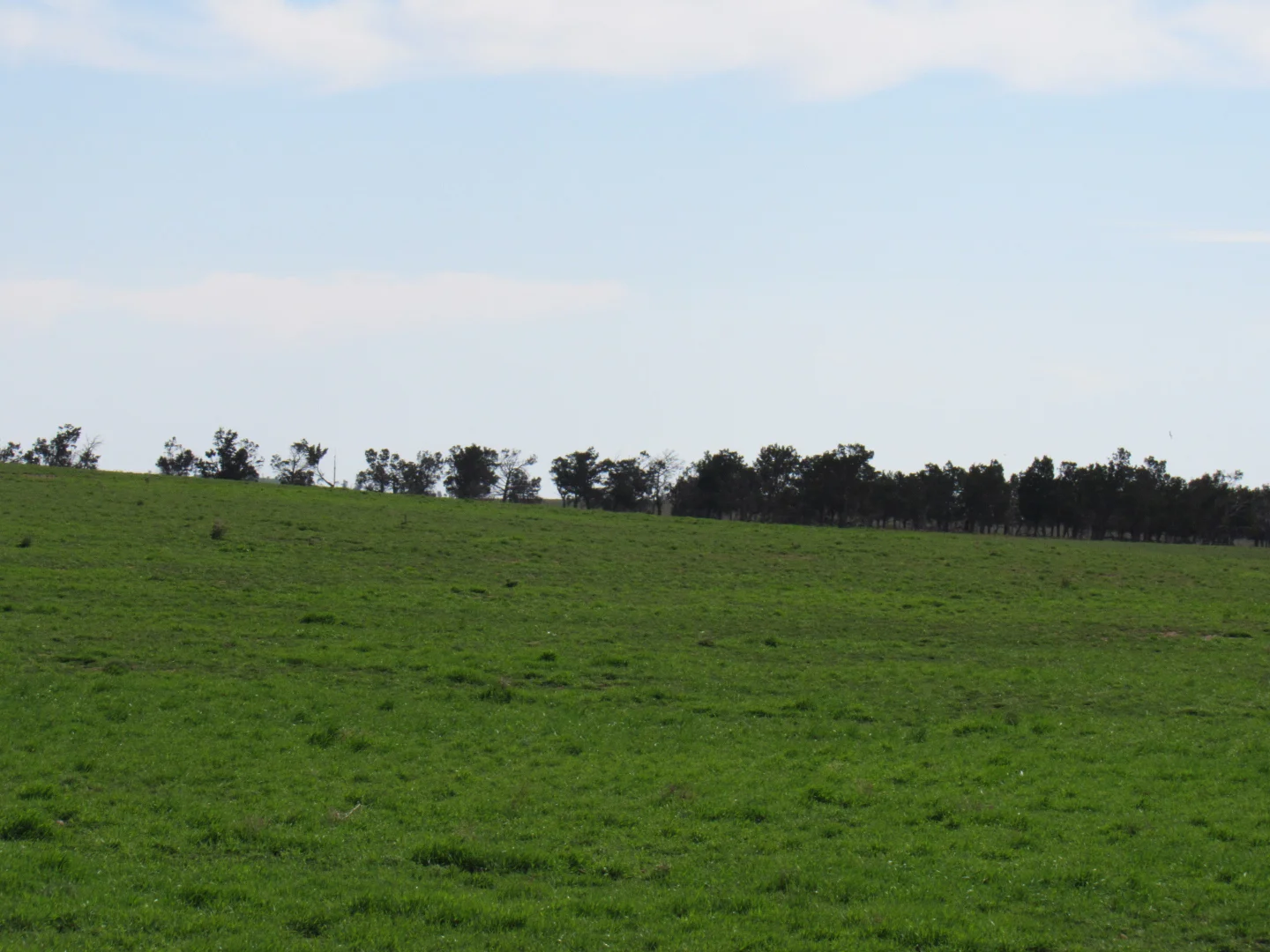 Additional image 6 of "The Pines" 75 Lang Road, Sunnybrae SA 5422