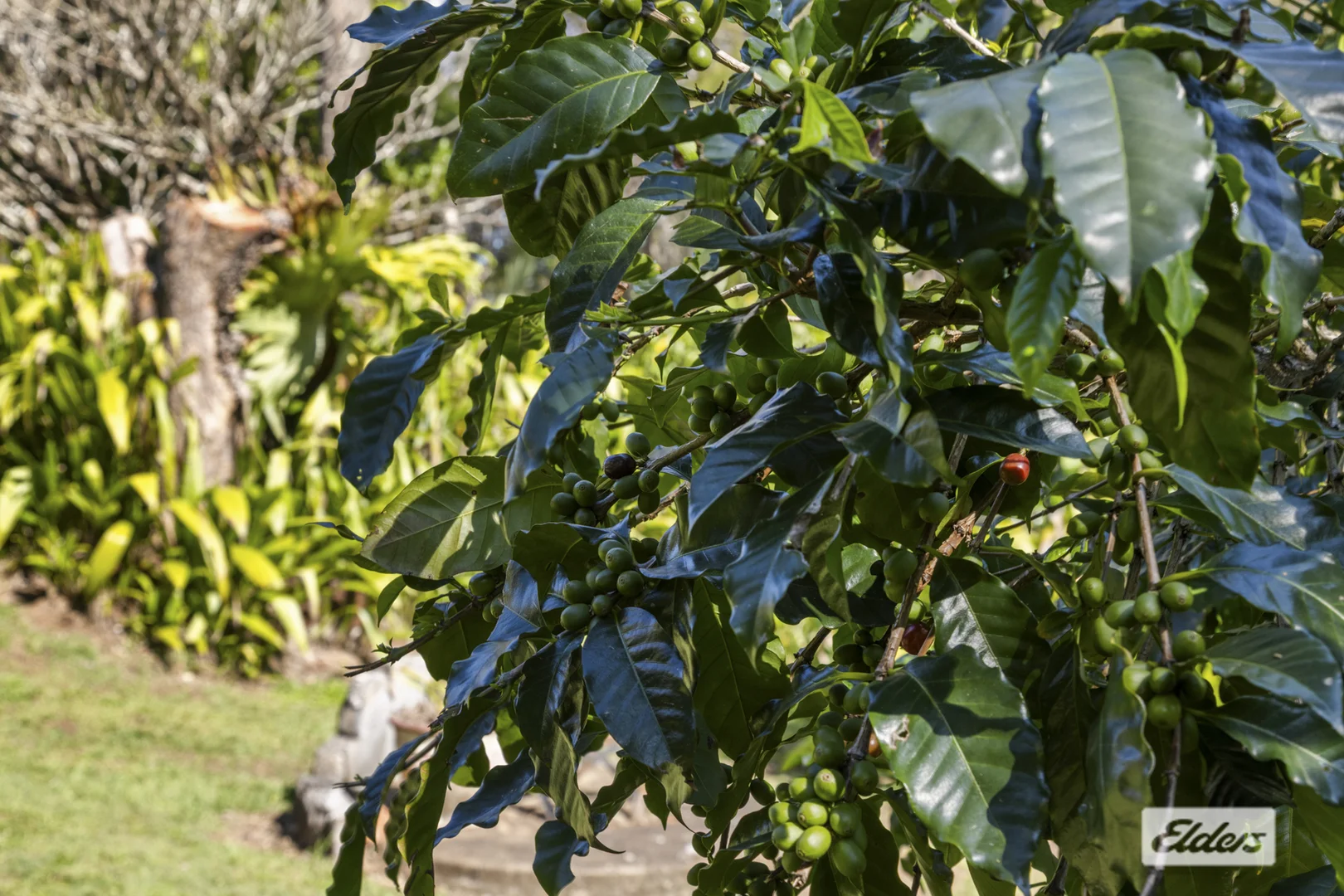 Additional image 17 of 185 Stoddarts Road, Tyalgum Creek NSW 2484