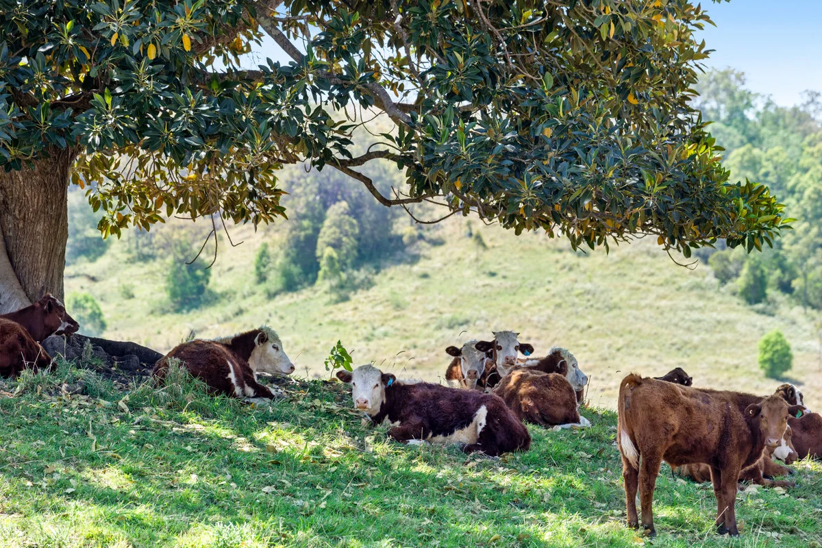 Additional image 32 of 93 Ellems Road, Kyogle NSW 2474