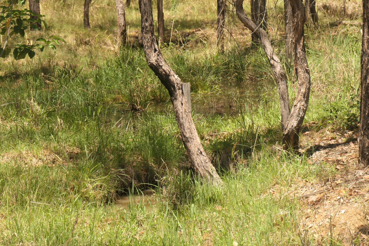 Additional image 12 of 4 Kimbin Pikapene Road, Tabulam NSW 2469