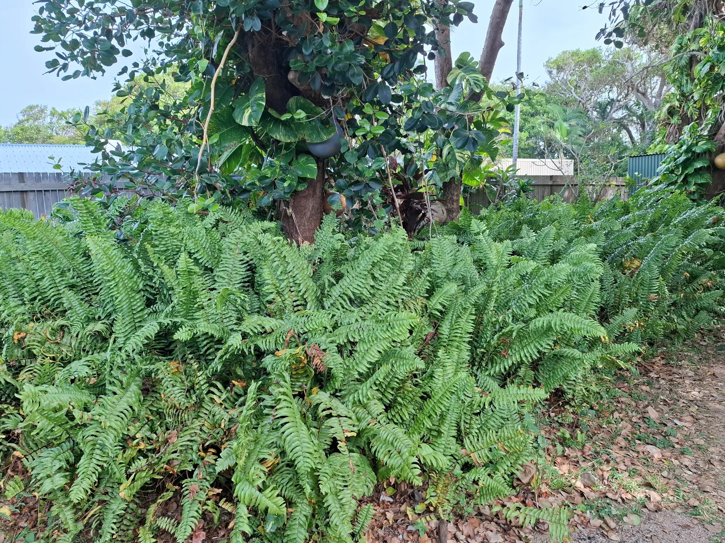 Additional image 12 of 17 Acacia St, Forrest Beach QLD 4850