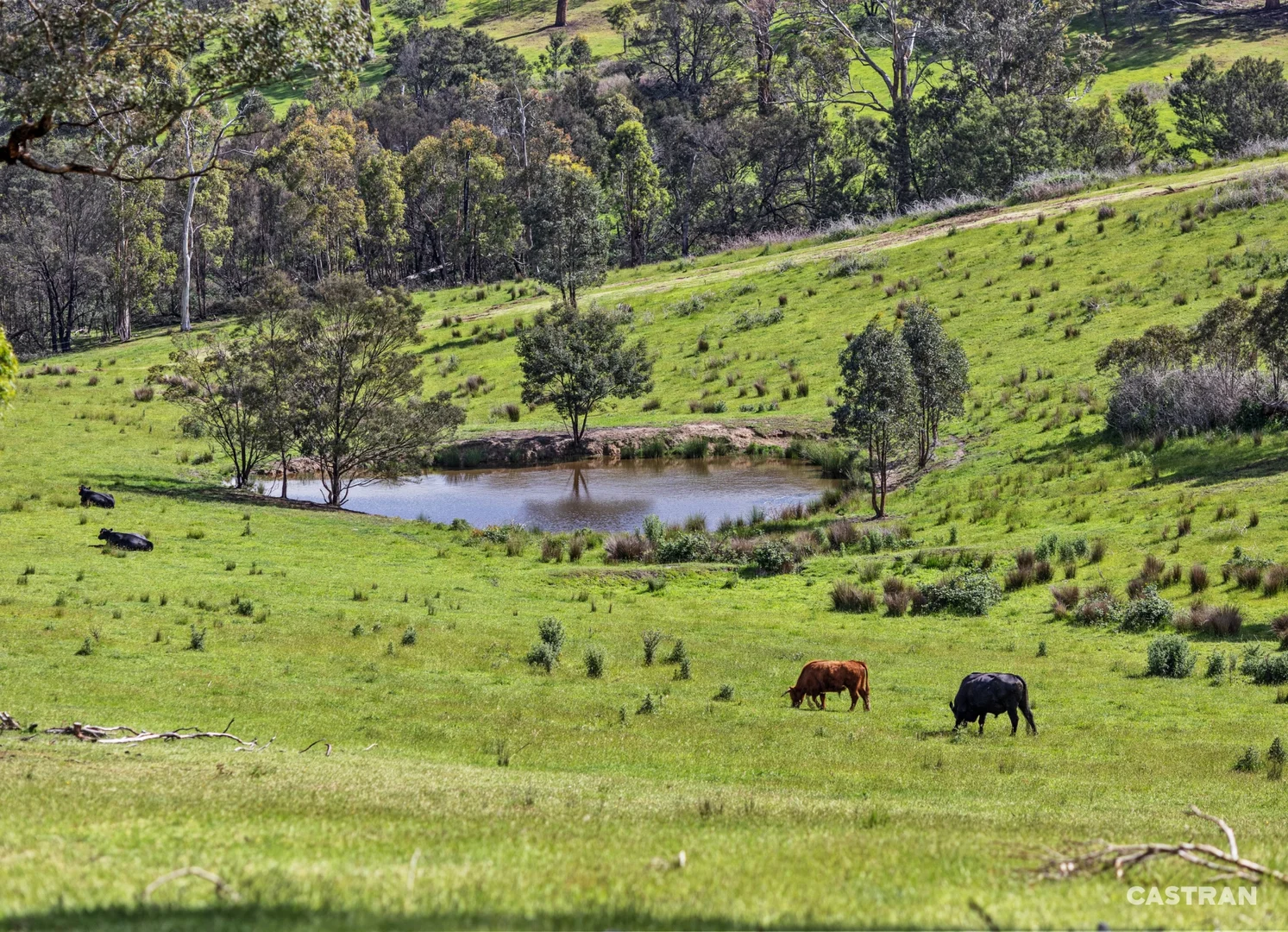 Additional image 9 of 120 Wills Road, Dixons Creek VIC 3775