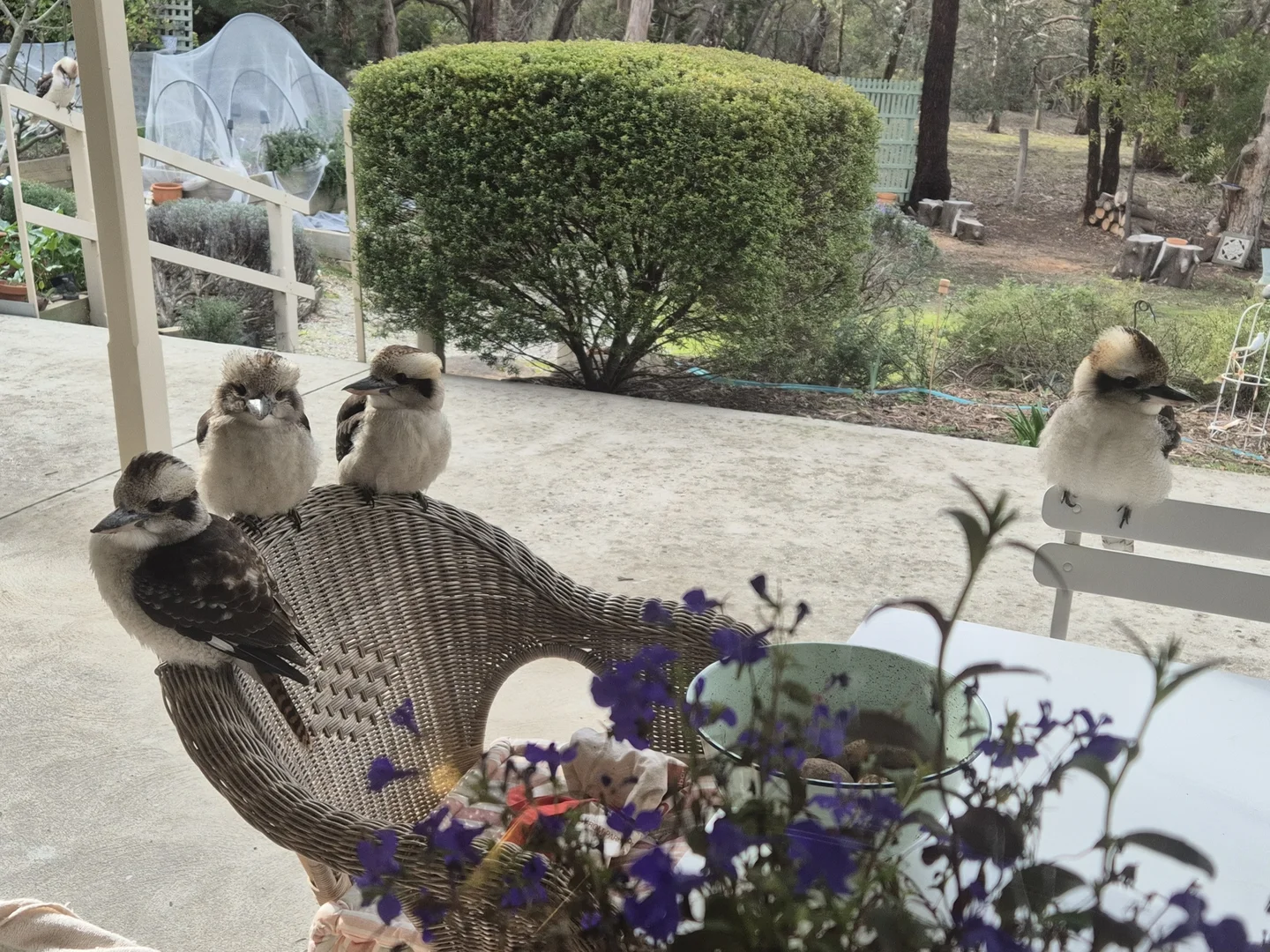 Additional image 21 of 104 Royal Parade, Riddells Creek VIC 3431