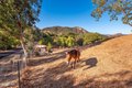 Additional image 62 of 356 E Carlisle Rd, Thousand Oaks, CA, 91361