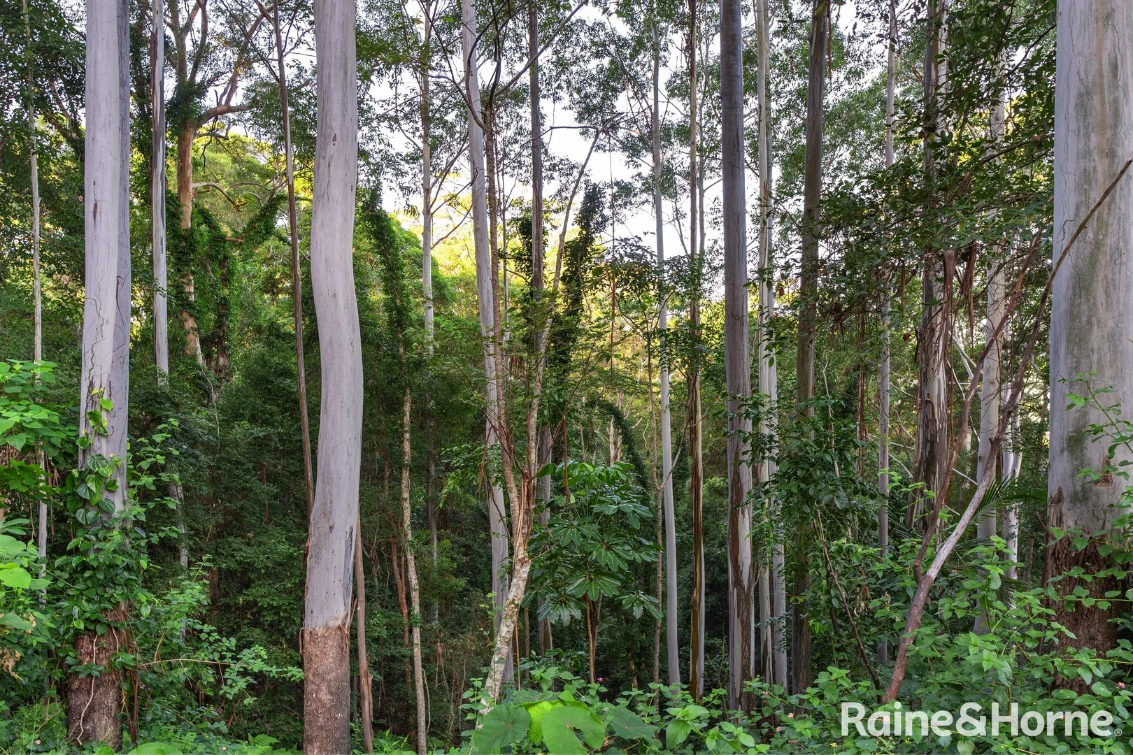 Additional image 19 of 138 Tallgum Avenue, Doonan QLD 4562