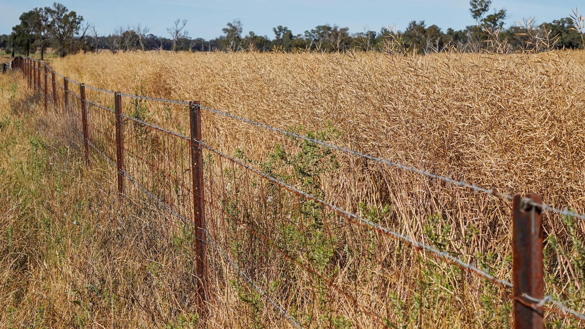 Additional image 11 of The Ranch 27R Plain Creek Road, Wongarbon NSW 2831