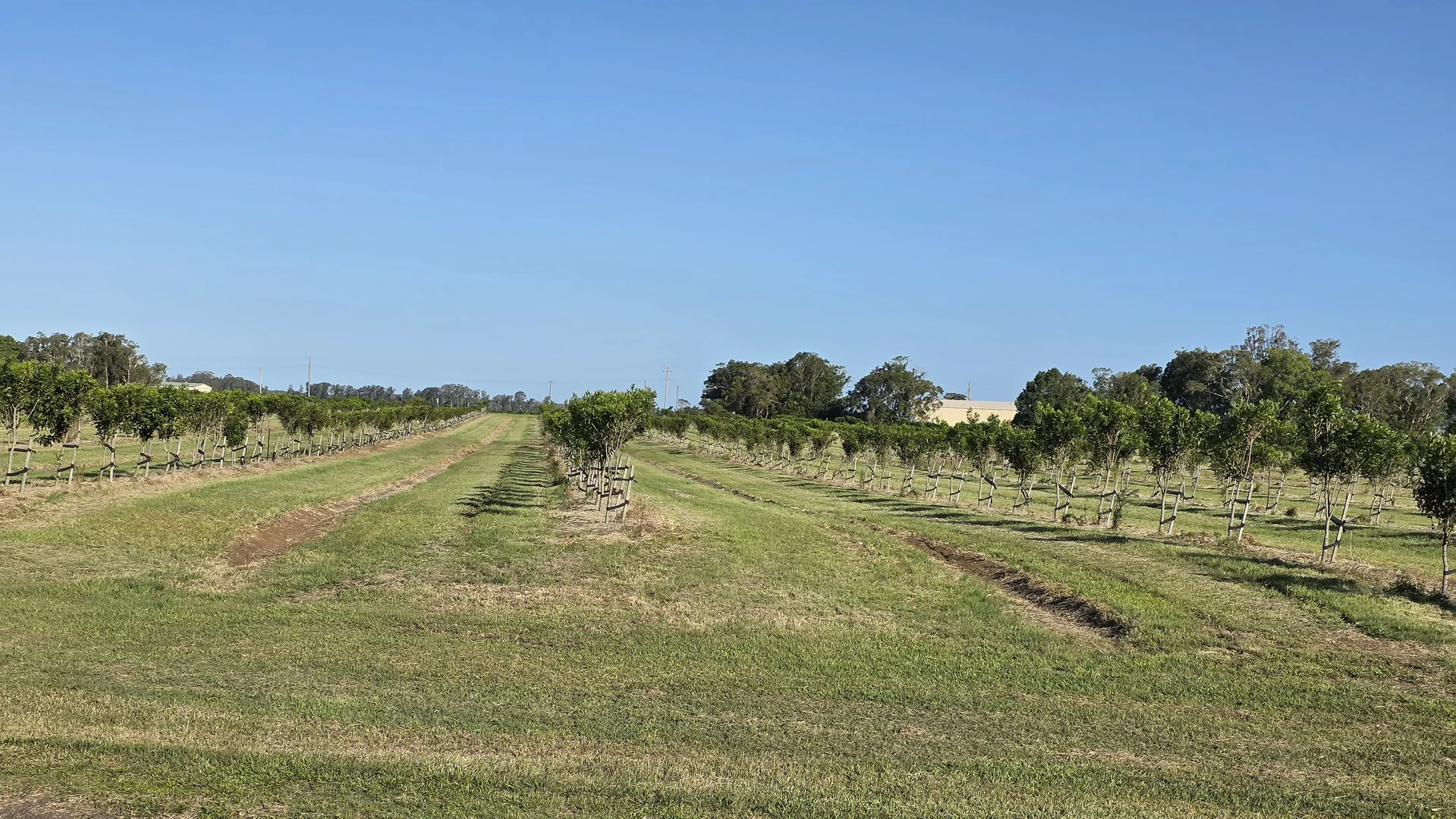 Additional image 13 of 292 Pimlico Road, Pimlico NSW 2478