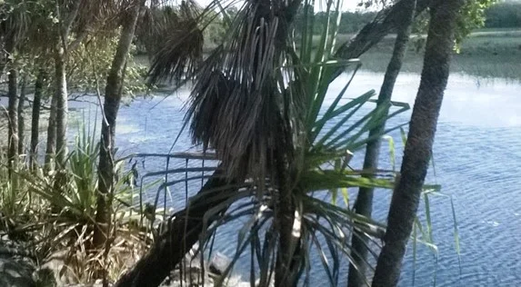 Additional image 17 of Darwin River NT 0841