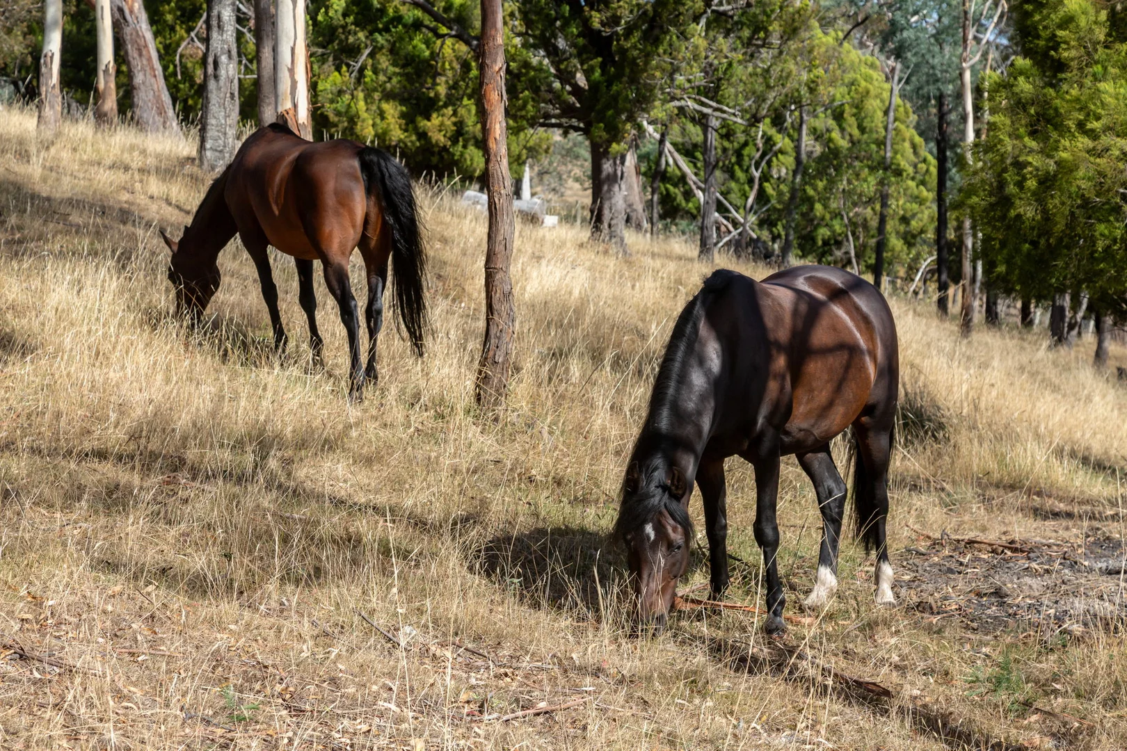 Additional image 16 of 101 Pateena Road, Travellers Rest TAS 7250