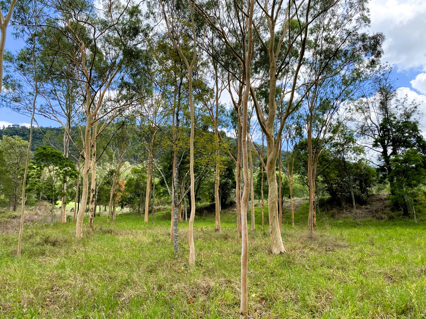 Additional image 41 of 326 Devereux Creek Road, Devereux Creek QLD 4753