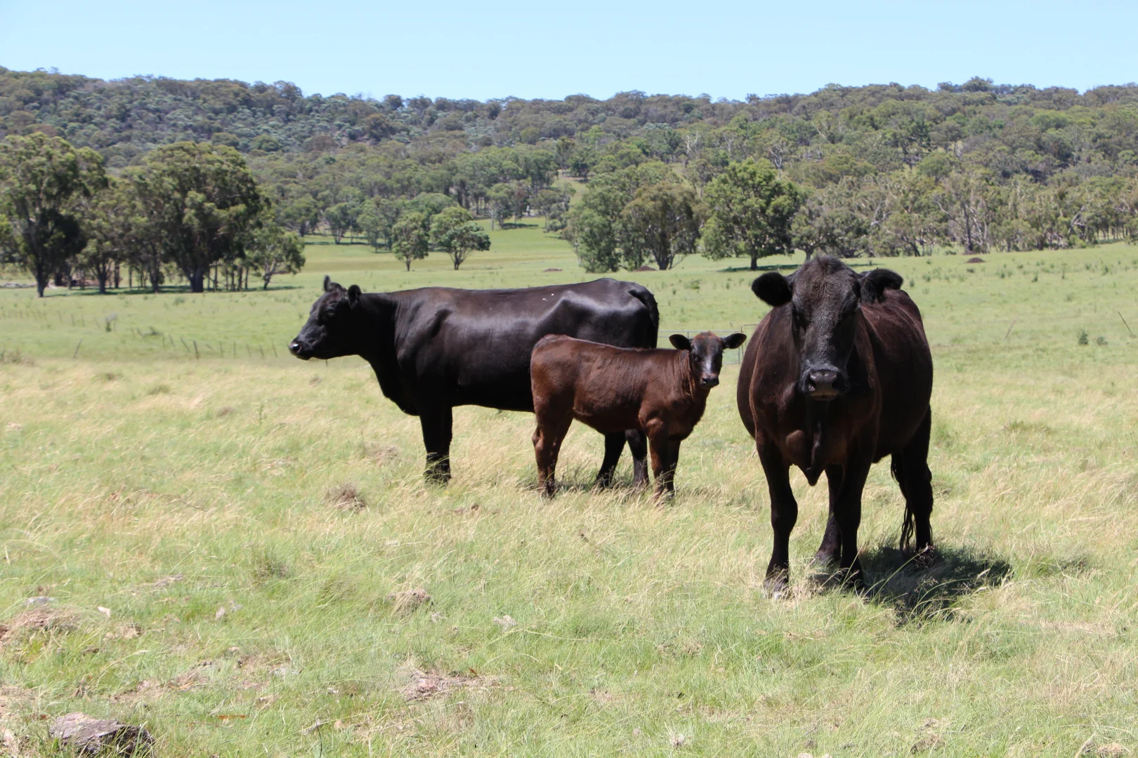 Additional image 18 of 134 Ruwenzorie Rd Wellingrove, Glen Innes NSW 2370