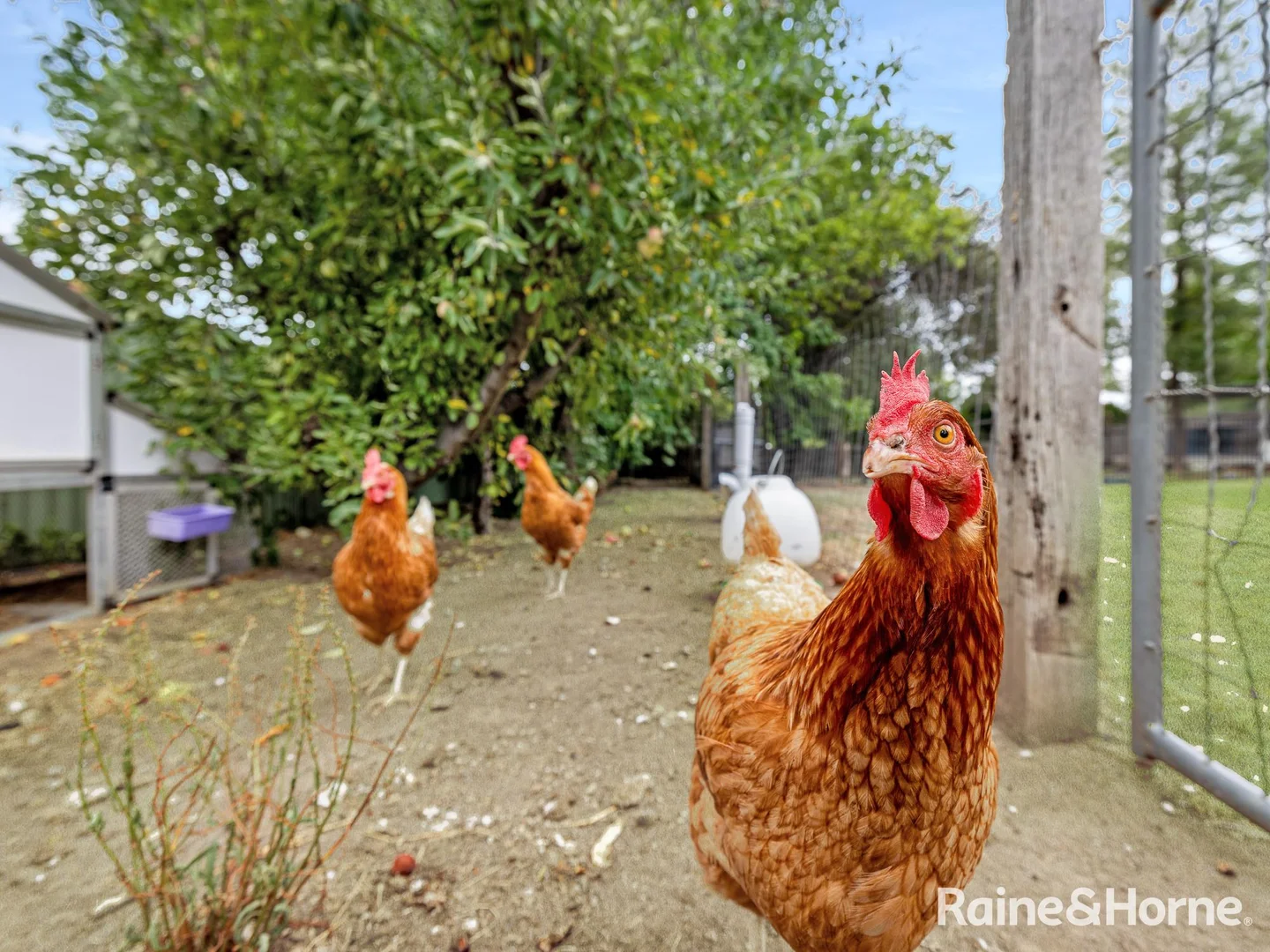 Additional image 30 of 256 Piper Street, Bathurst NSW 2795