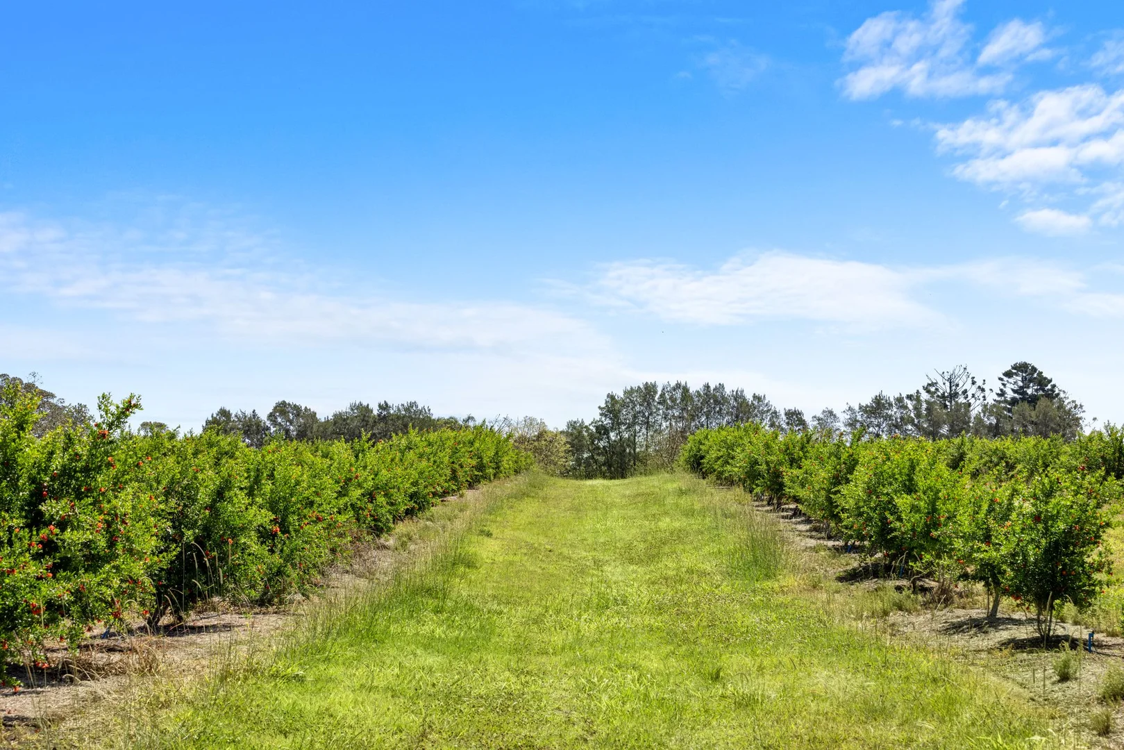 Additional image 7 of 1255 Bulmers Road, Hogarth Range NSW 2469