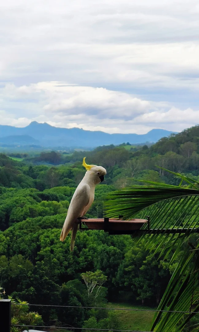 Additional image 21 of 6 Ringtail Road, Stokers Siding NSW 2484