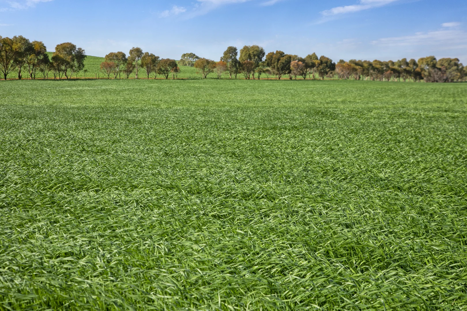 Additional image 15 of 'Hamilton Run Farm' Murchland Drive, Jamestown SA 5491