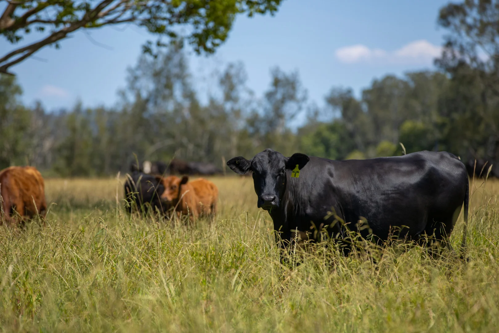 Additional image 3 of 79, 81 & 249 Elliots Road, Nabiac NSW 2312