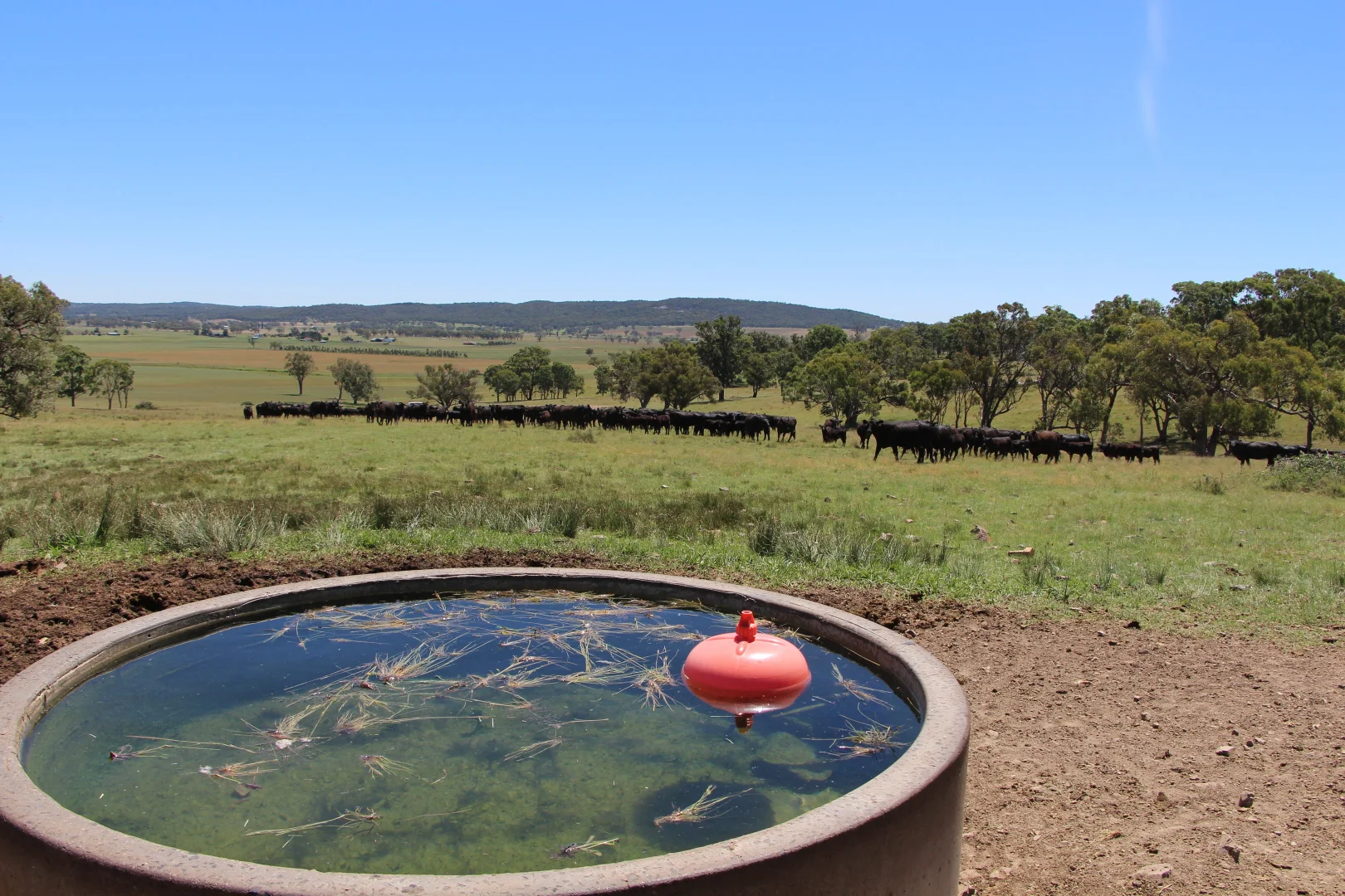 Additional image 14 of 134 Ruwenzorie Rd Wellingrove, Glen Innes NSW 2370