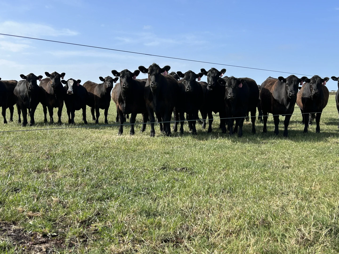 Additional image 16 of Contact Agent, Macarthur VIC 3286