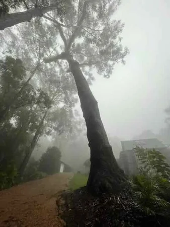 Additional image 21 of 150 Koonyum Range Road, Wilsons Creek NSW 2482