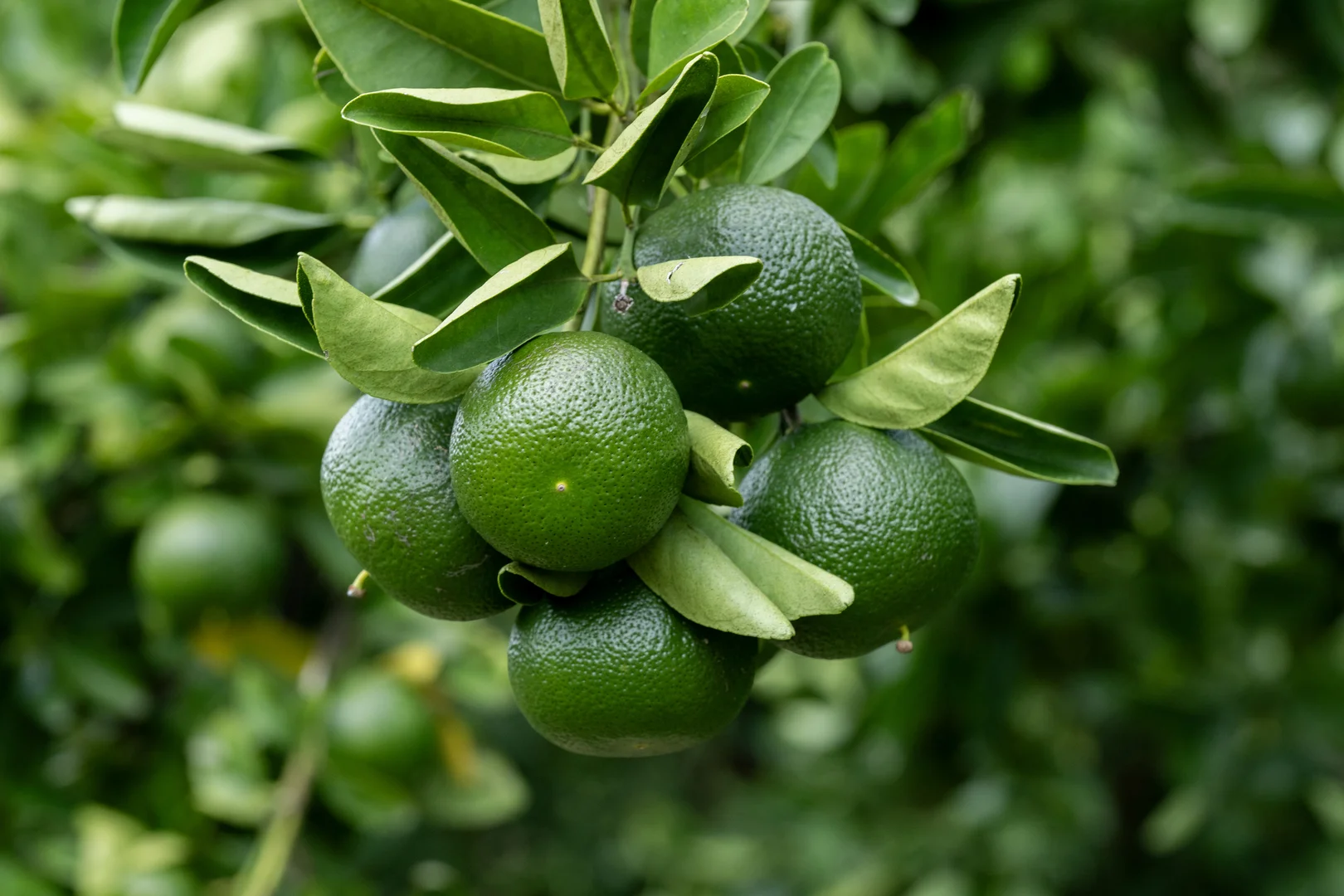 Additional image 10 of 100 Sandersons Lane, Mundubbera QLD 4626