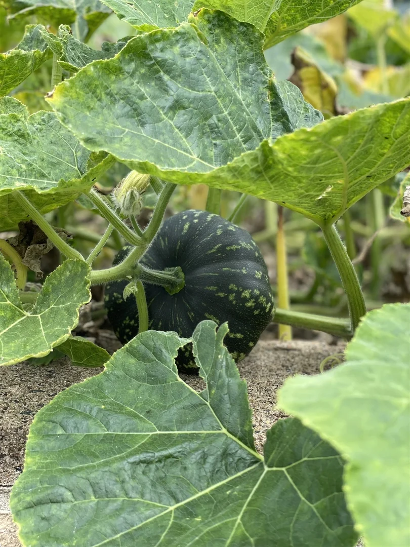 Additional image 41 of 27-29 Lyndhurst Terrace, Caboolture QLD 4510