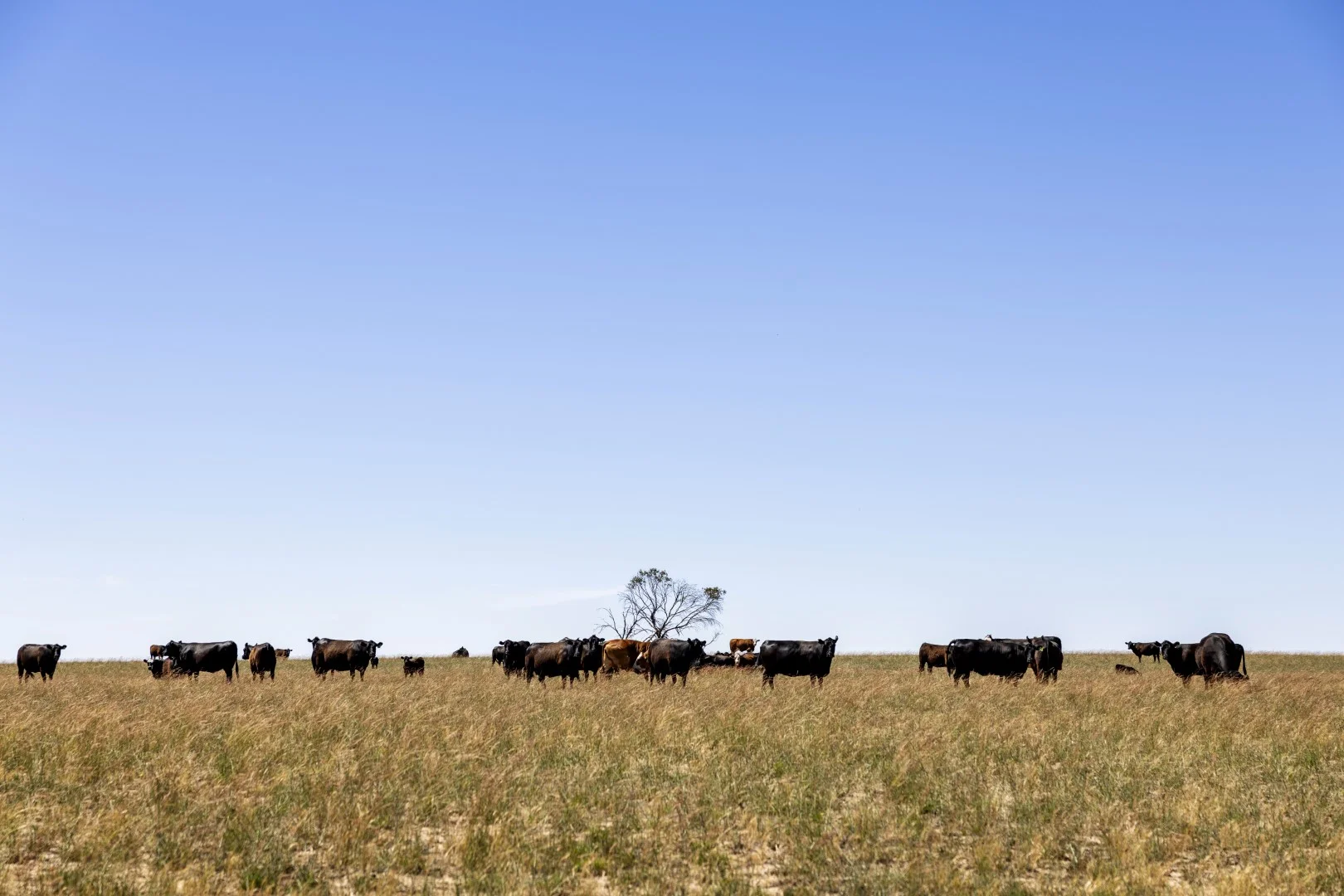 Additional image 5 of 1156 Parrakie North Road, Lameroo SA 5302