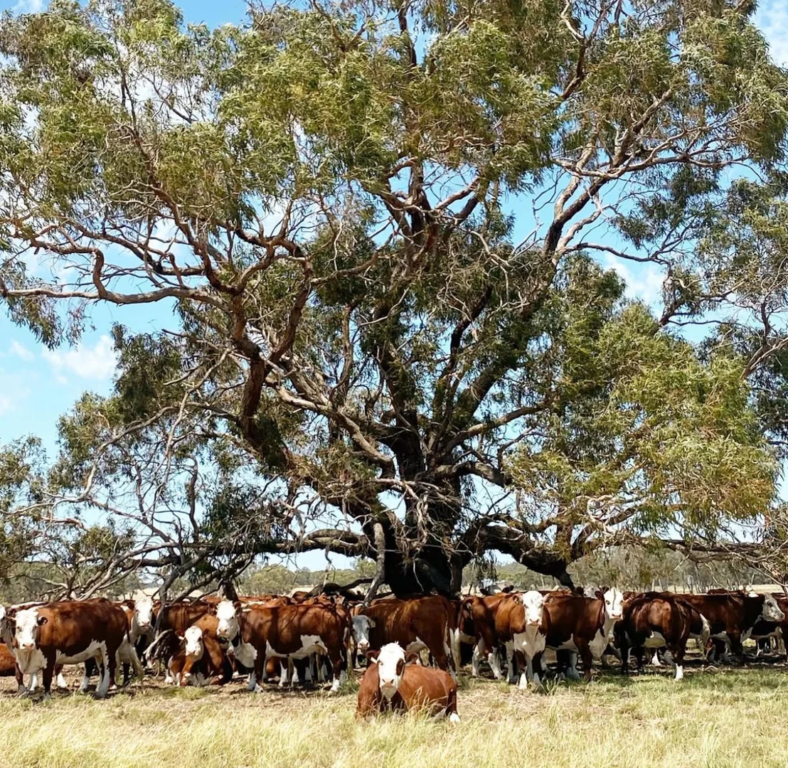 Additional image 25 of Lot/11 Casterton Apsley Road, Apsley VIC 3319