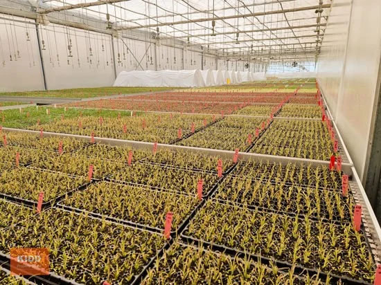 Additional image 17 of Peats Ridge NSW 2250