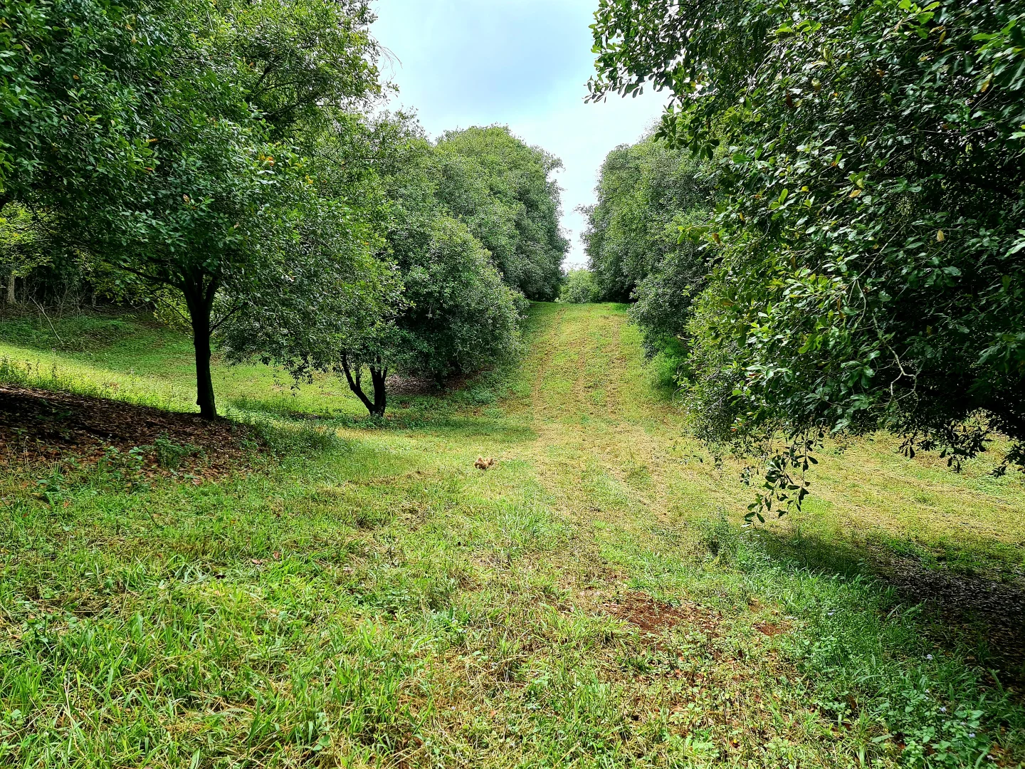 Additional image 29 of 5 Whian Whian Road, Dunoon NSW 2480