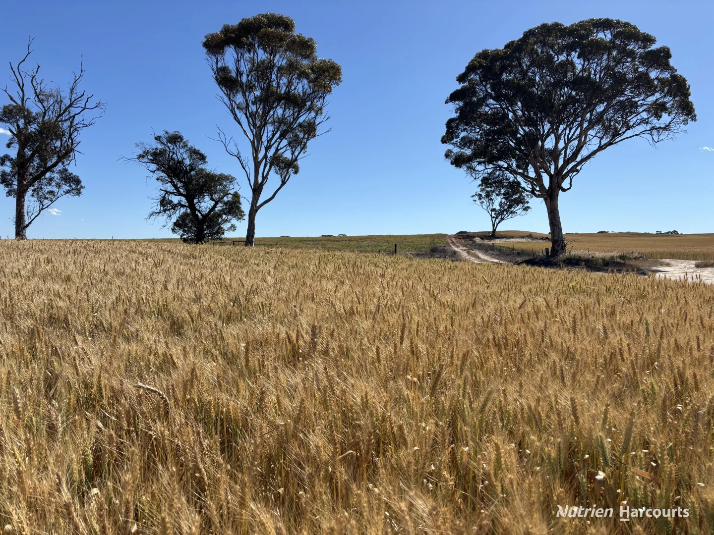 Additional image 17 of . 'Forrestine Farm', Cunderdin WA 6407