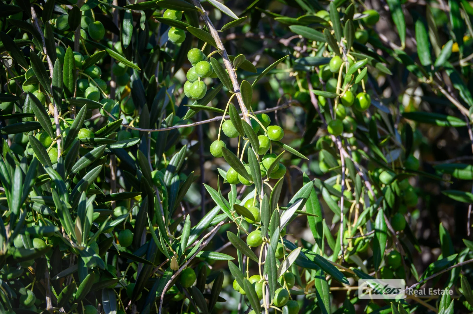 Additional image 41 of 93 Balingup-Nannup Road, Balingup WA 6253