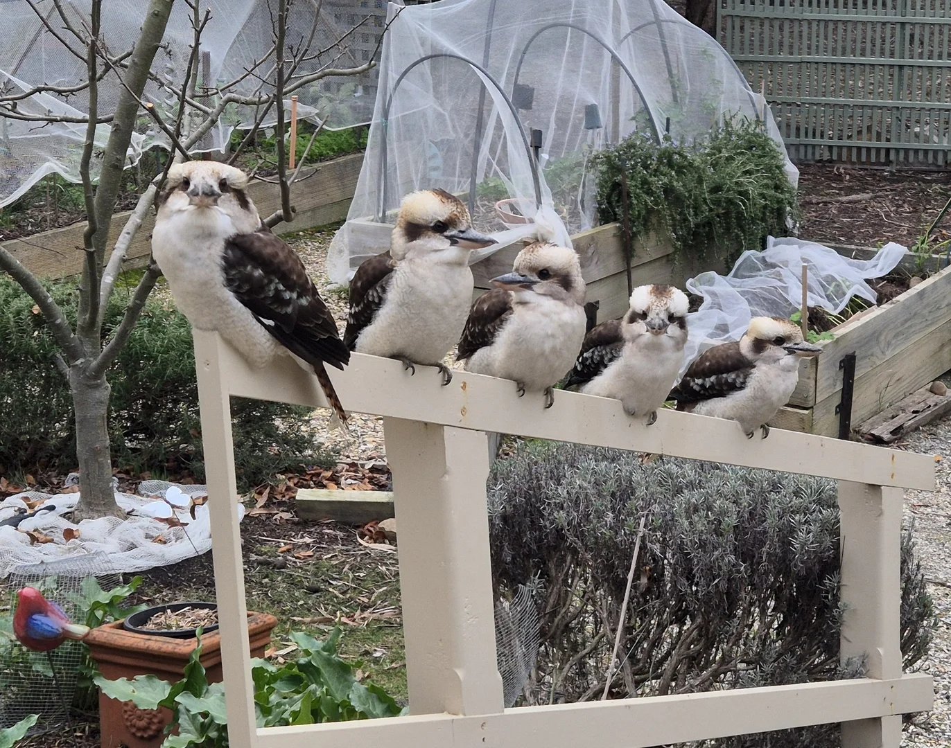 Additional image 20 of 104 Royal Parade, Riddells Creek VIC 3431