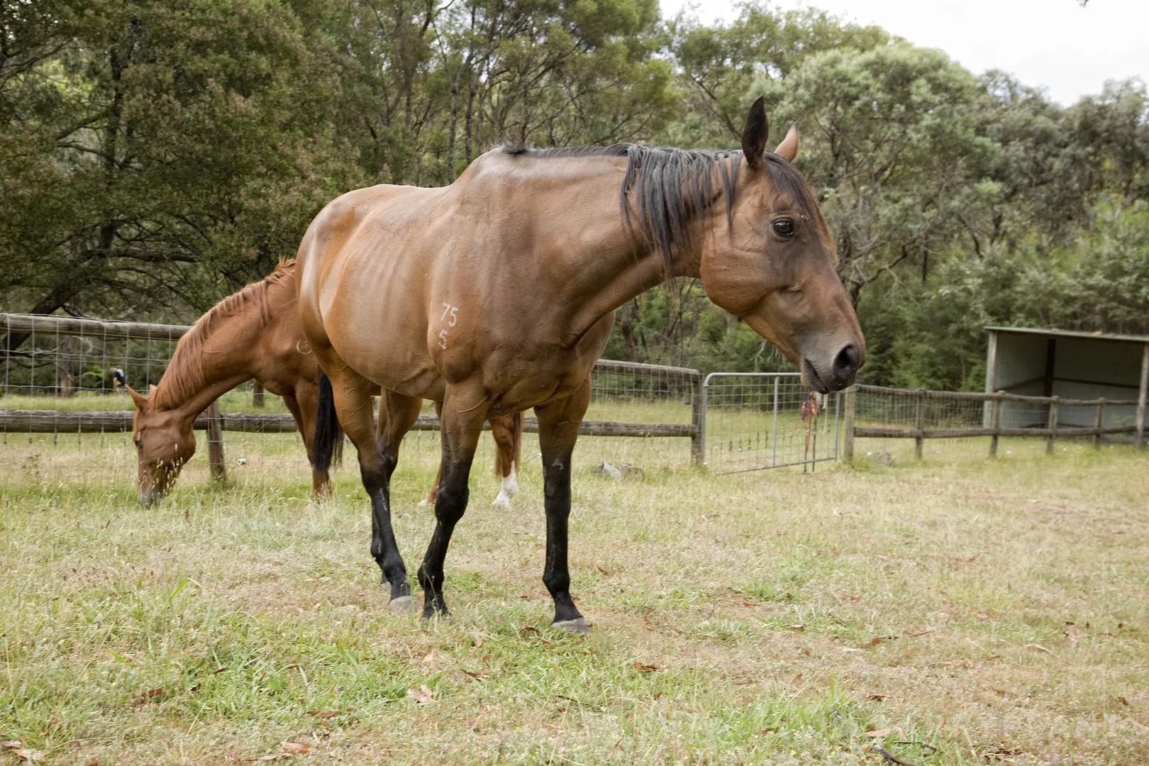 Additional image 28 of 435 Tschampions Road, Macclesfield VIC 3782