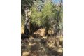 Additional image 50 of 28923 Highway 41, Coarsegold, CA, 93614