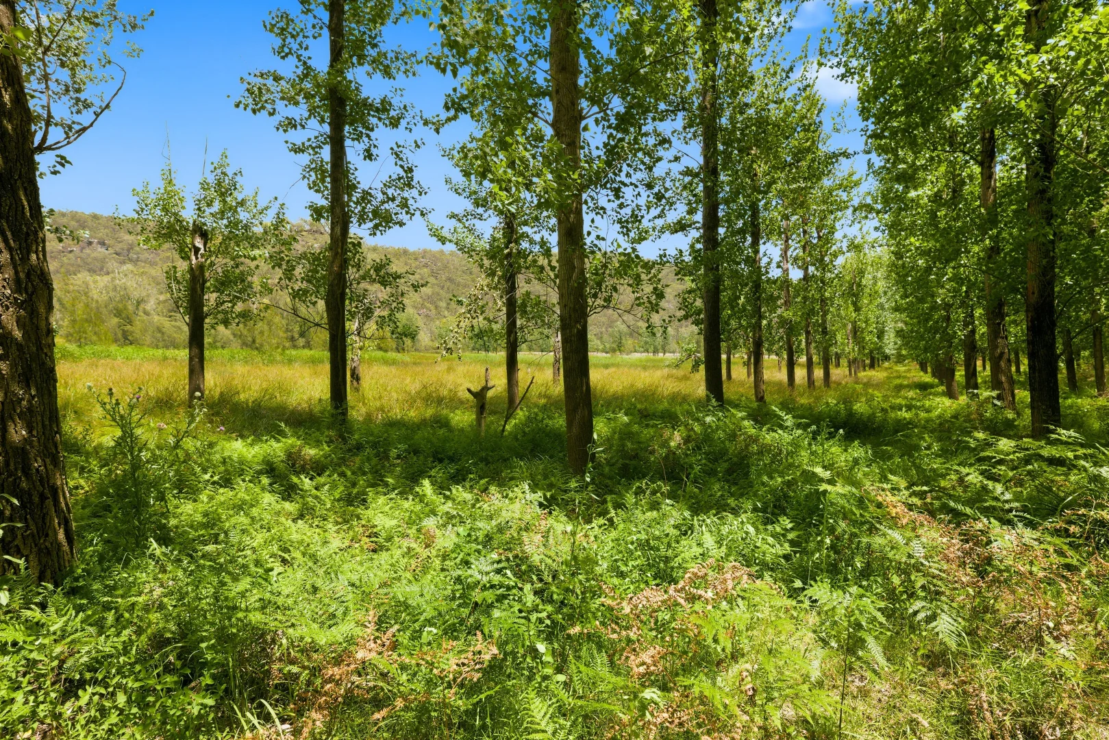 Additional image 11 of 475 Webbs Creek Road, Webbs Creek NSW 2775