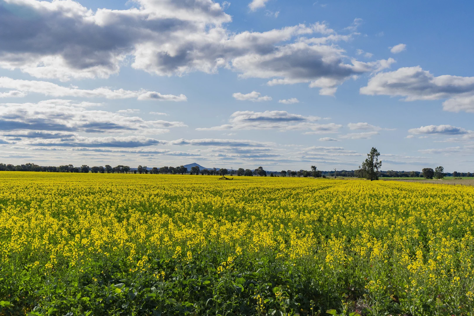 Additional image 10 of 1349 Trungley Hall Road, Temora NSW 2666