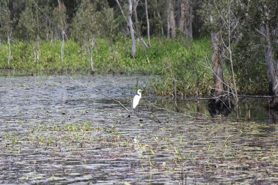 Additional image 22 of 310 MOLLENHAGENS ROAD, Winfield QLD 4670