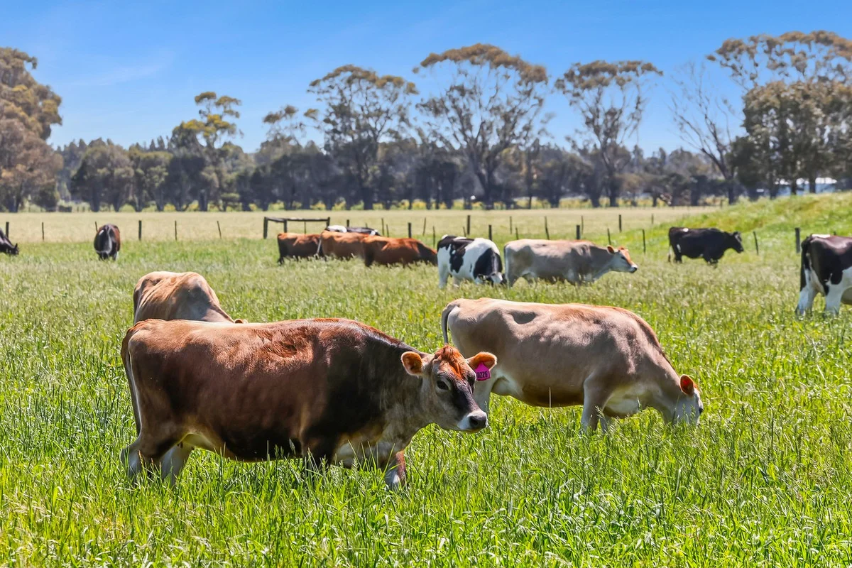 Additional image 20 of 2780 Cape Otway Road, Winchelsea VIC 3241