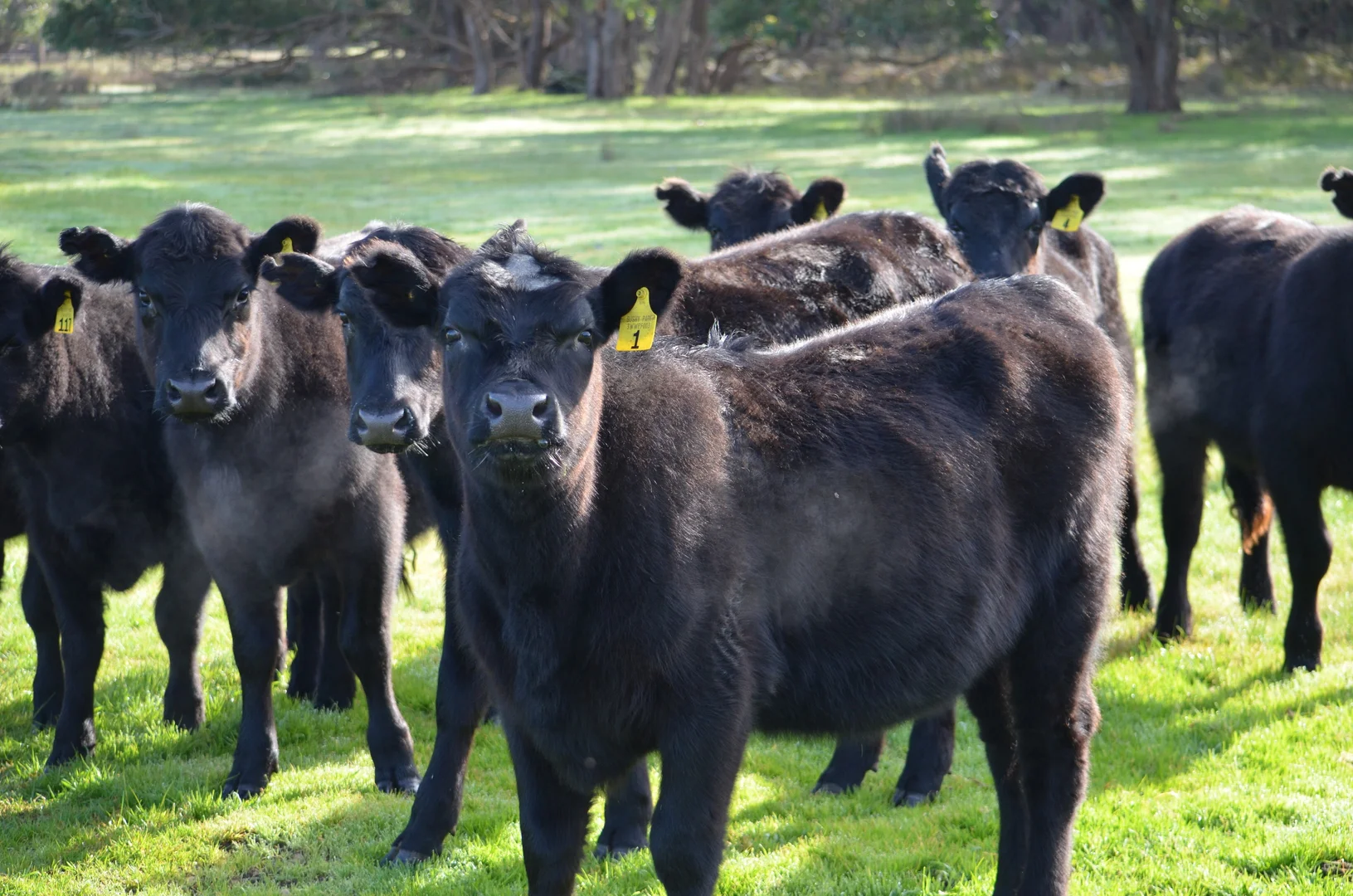 Additional image 16 of 5422 Clay Wells Road, Penola SA 5277