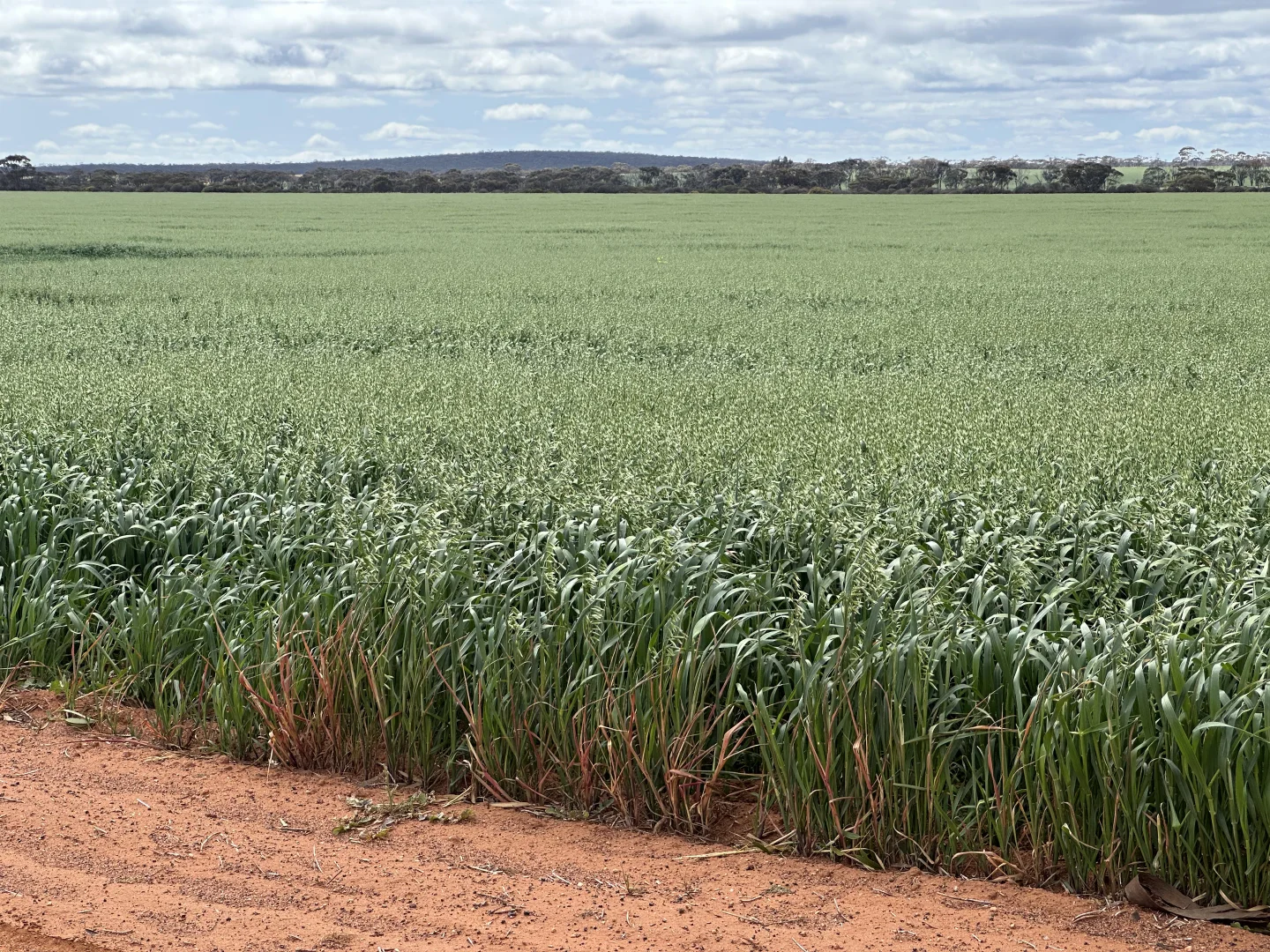 Additional image 4 of 3279 Calzoni Road, Hyden WA 6359