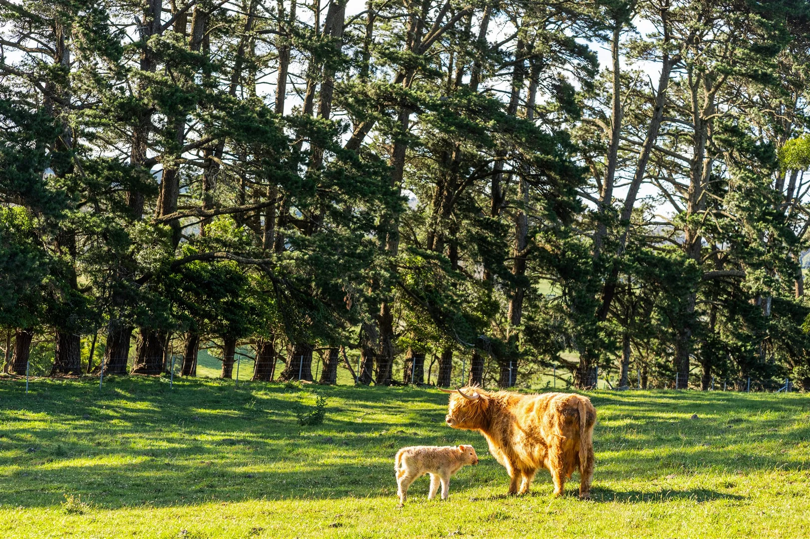 Additional image 21 of 4980 Illawarra Highway, Robertson NSW 2577