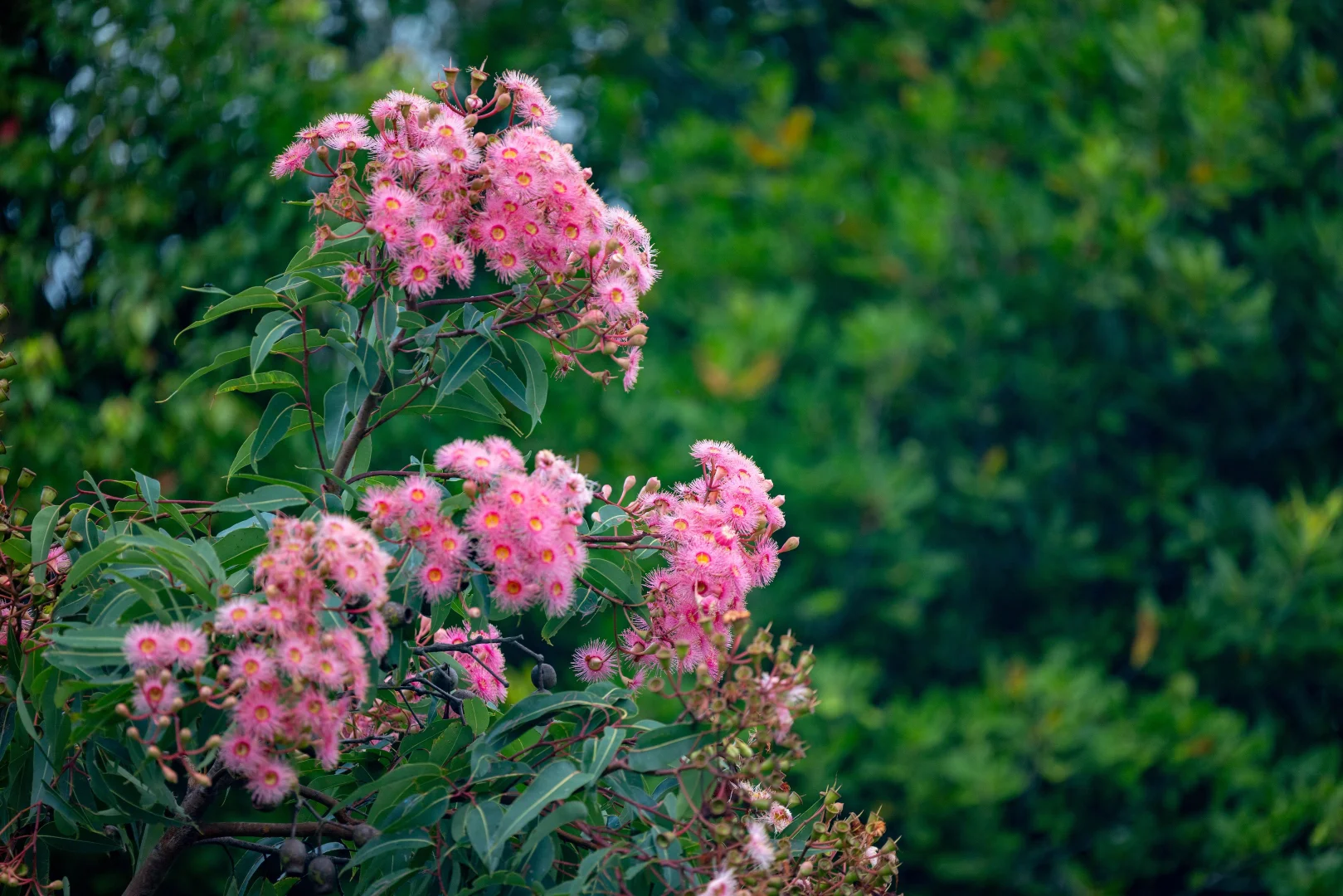 Additional image 13 of 8 Pine Tree Drive, Lake Macdonald QLD 4563